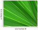 fan palm 