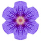 Purple Geranium Flower Mandala Wall Decal