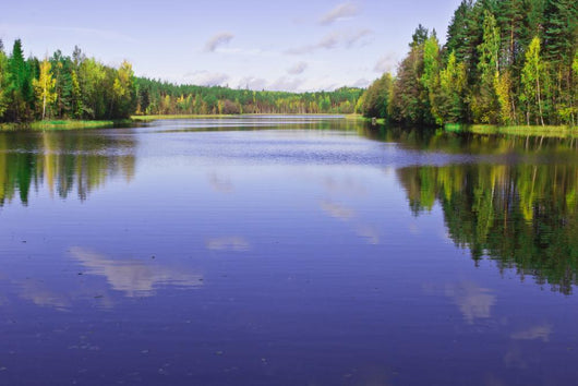 Forest Lake Wall Mural