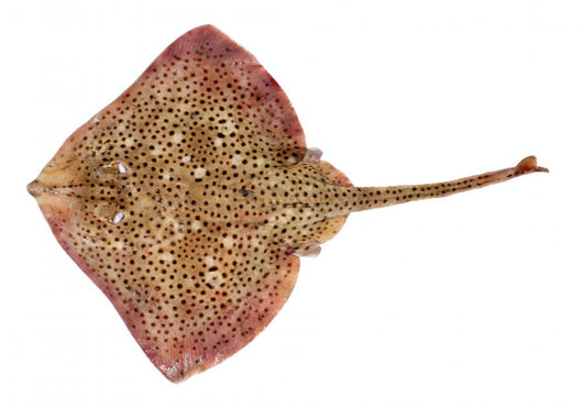 Spotted Ray Fish Wall Decal