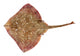 Spotted Ray Fish Wall Decal