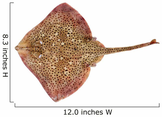 Spotted Ray Fish Wall Decal