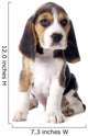 Beagle Puppy 