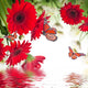 Multi-colored gerbera daisies and butterfly 