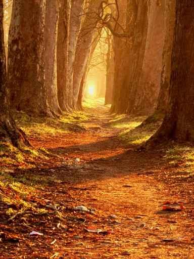 Magic Path Wall Decal