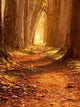 Magic Path Wall Decal
