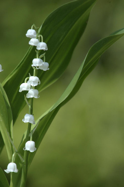 Muguet-6 Wall Mural