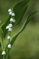Muguet-6 Wall Mural