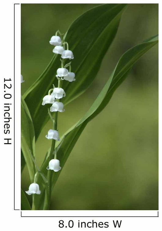 Muguet-6 Wall Mural