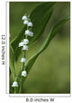 Muguet-6 Wall Mural