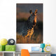Cape Mountain Zebra portrait 