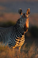 Cape Mountain Zebra portrait 