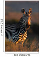 Cape Mountain Zebra portrait 