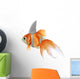 pesce rosso squalo 