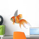 pesce rosso squalo 