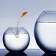 goldfish jumping out of the water Wall Mural