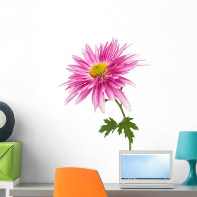 Chrysanthemum Wall Decal shown on a wall