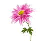 chrysanthemum isolated Wall Decal