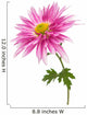 chrysanthemum isolated Wall Decal