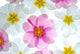 White and Pink Flowers Wall Mural