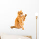 Ginger Cat Isolated 