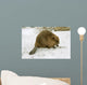 European Beaver Castor Fiber Wall Mural