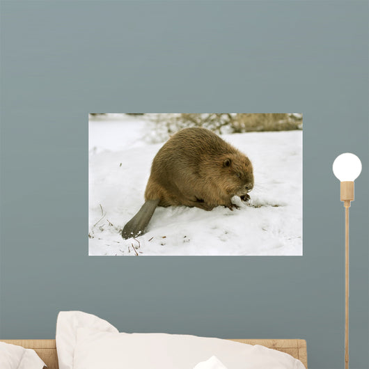 European Beaver Castor Fiber Wall Mural