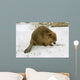 European Beaver Castor Fiber Wall Mural