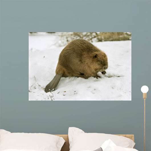 European Beaver Castor Fiber Wall Mural