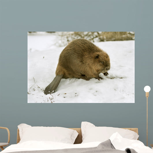 European Beaver Castor Fiber Wall Mural
