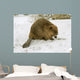 European Beaver Castor Fiber Wall Mural