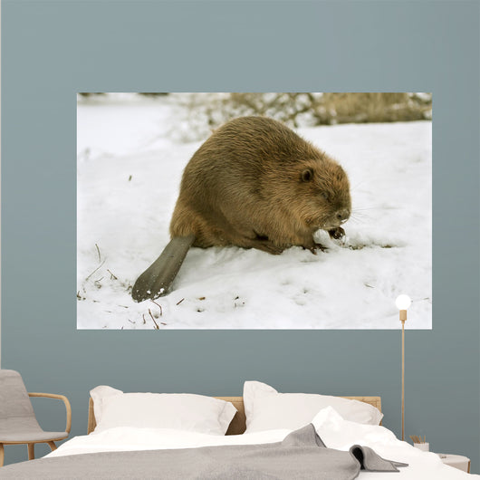 European Beaver Castor Fiber Wall Mural
