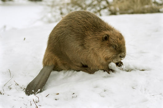 European Beaver Castor Fiber Wall Mural