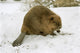 European Beaver Castor Fiber Wall Mural
