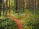 Crossroads Forest Wall Decal
