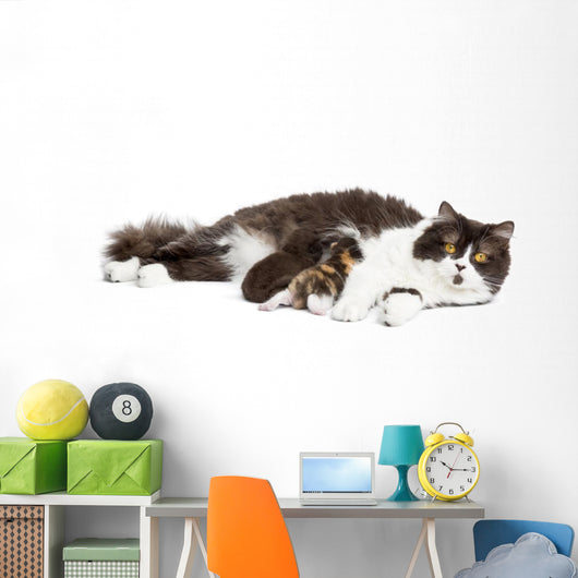 British Longhair Lying Looking at the Camera, Feeding Its Kitten 