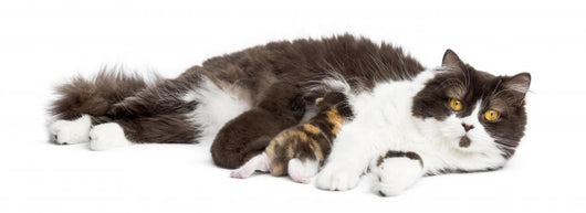 British Longhair Lying Looking at the Camera, Feeding Its Kitten 