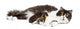 British Longhair Lying Looking at the Camera, Feeding Its Kitten 