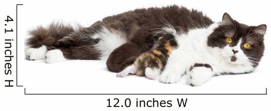 British Longhair Lying Looking at the Camera, Feeding Its Kitten 