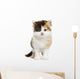Front View of a Highland Straight Kitten Standing, Isolated Wall Decal