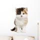Front View of a Highland Straight Kitten Standing, Isolated Wall Decal