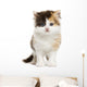Front View of a Highland Straight Kitten Standing, Isolated Wall Decal