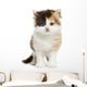 Front View of a Highland Straight Kitten Standing, Isolated Wall Decal