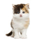 Front View of a Highland Straight Kitten Standing, Isolated Wall Decal