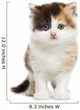 Front View of a Highland Straight Kitten Standing, Isolated Wall Decal