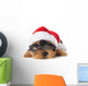 puppy yorkshire terrier 