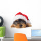 puppy yorkshire terrier 