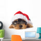 puppy yorkshire terrier 