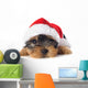 puppy yorkshire terrier 