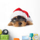 puppy yorkshire terrier 